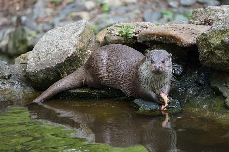 Major Problems with a Pet Otter