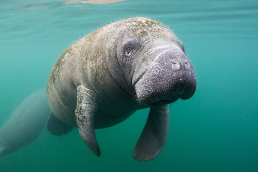 Manatee