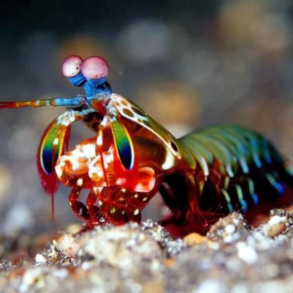 Mantis Shrimp