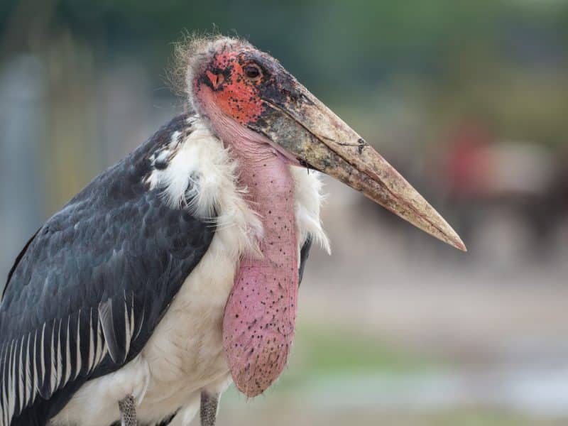 Marabou Stork