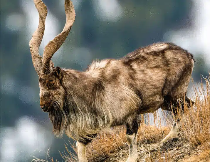 Markhor