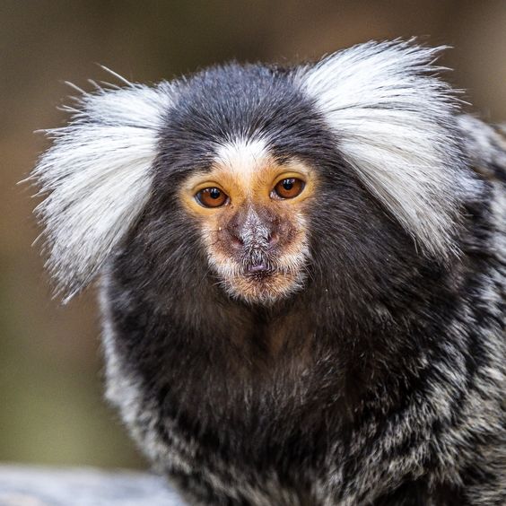 Marmoset Monkey