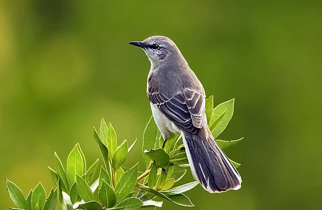 Mockingbird