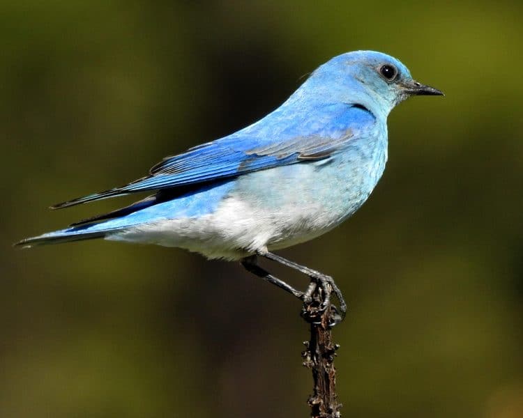 Mountain Bluebird