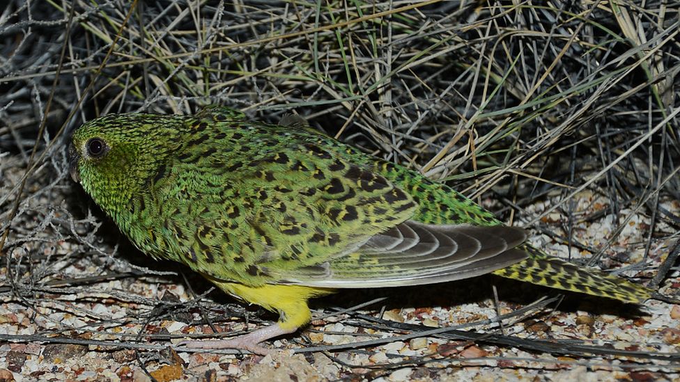 Night Parrot