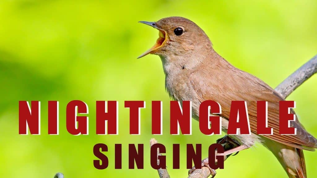 Nightingales