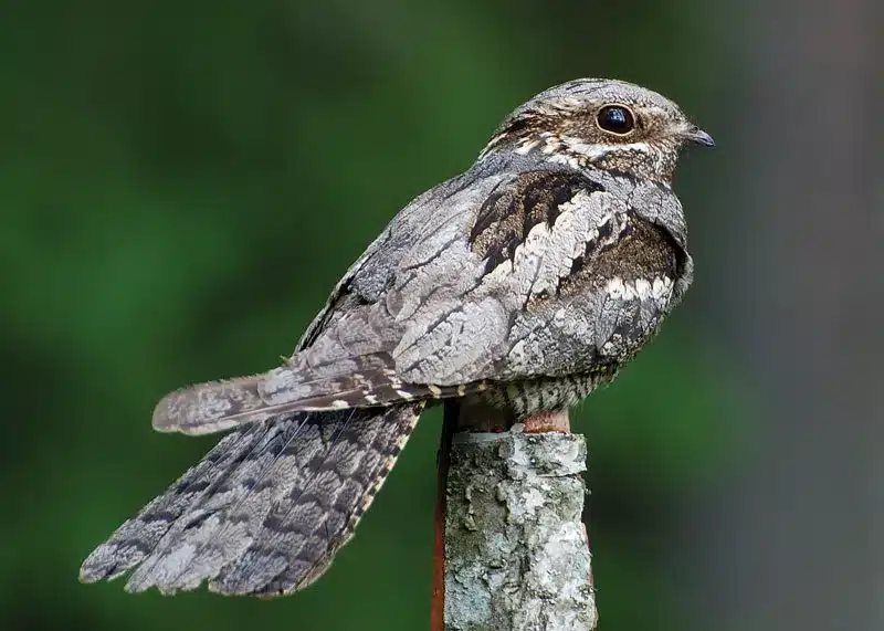 Nightjars