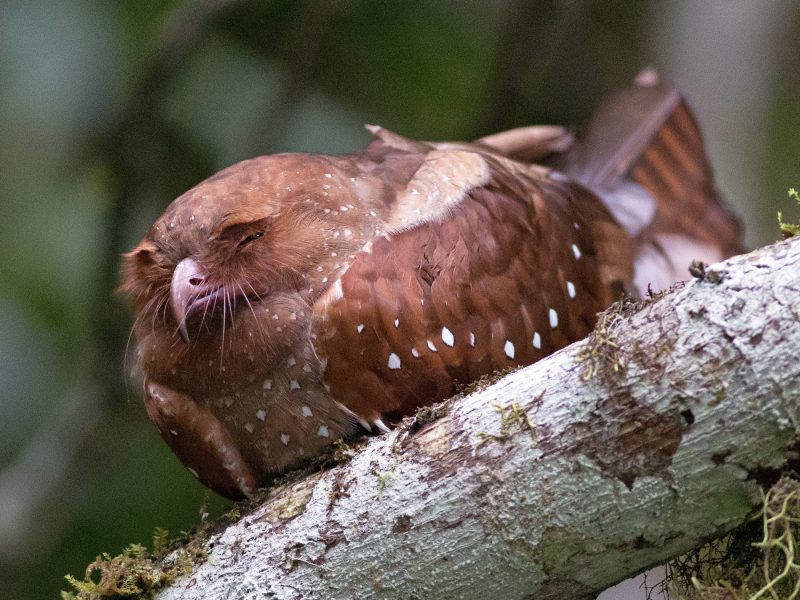 Oilbird