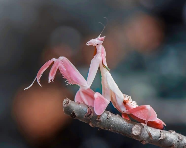 Orchid Mantis