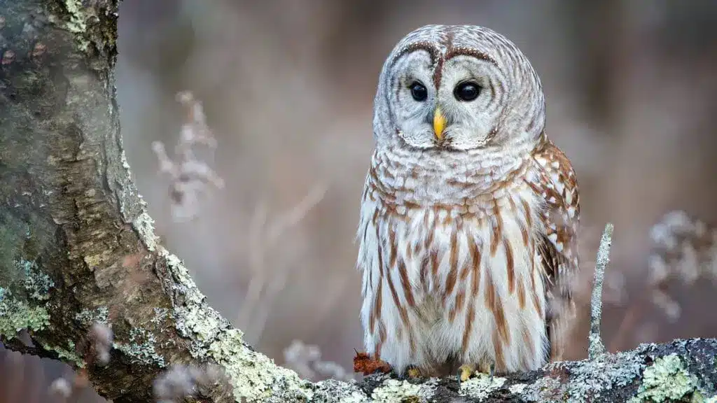 Owl