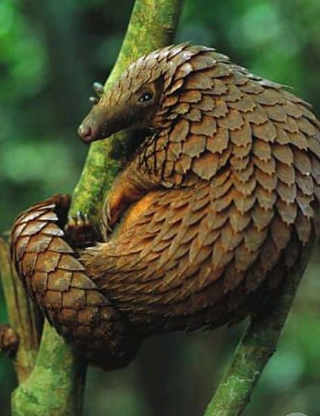 Pangolin