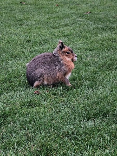 Patagonian Cavy