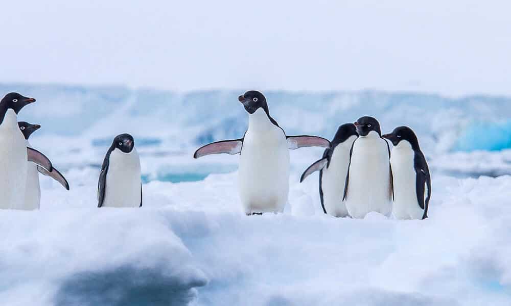 Penguins