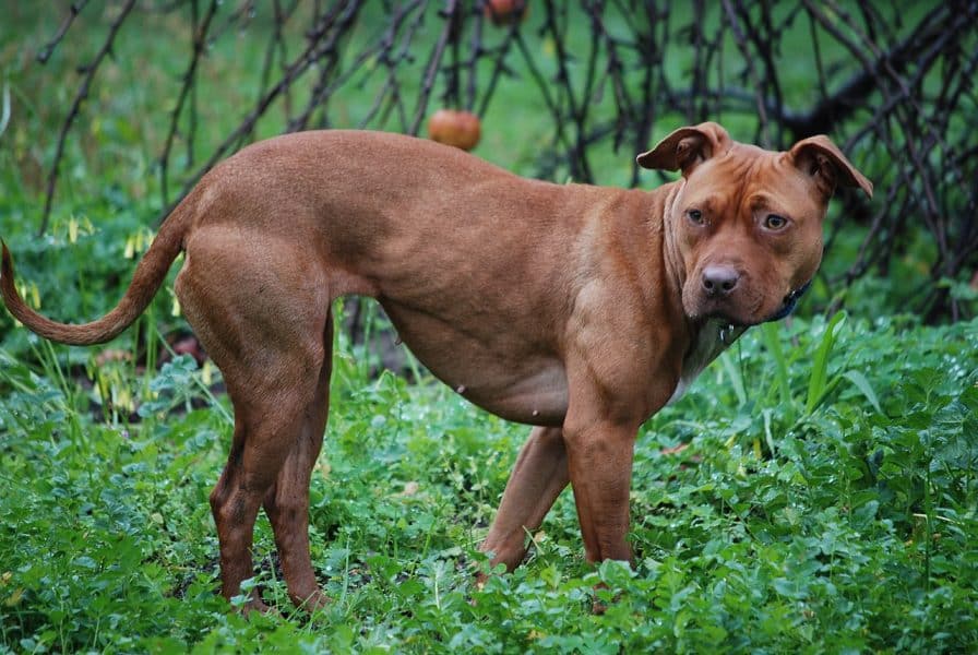 Pit Bull Terrier