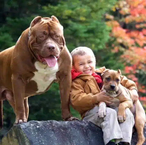 Pit Bull with Kids