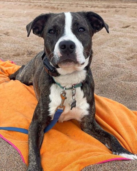 Pitbull Australian Shepherd Mix (Pitbull + Australian Shepherd)