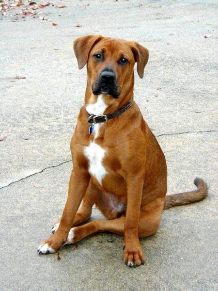 Pitbull Boxer Mix (Boxer + Pitbull)