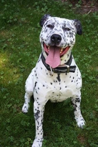 Pitbull Dalmatian Mix (Pitbull + Dalmatian)