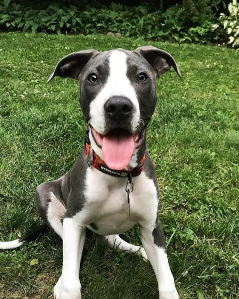 Pitbull Great Dane Mix ( Pitbull + Great Dane)