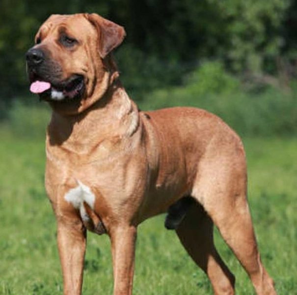 Pitbull Mastiff Mixes (Pitbull + Mastiff)