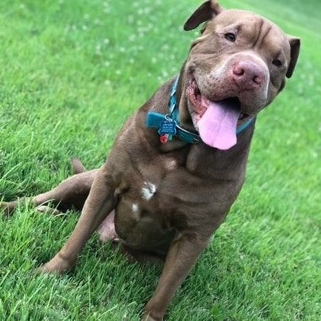 Pitbull Shar Pei Mix (Pitbull + Shar Pei)