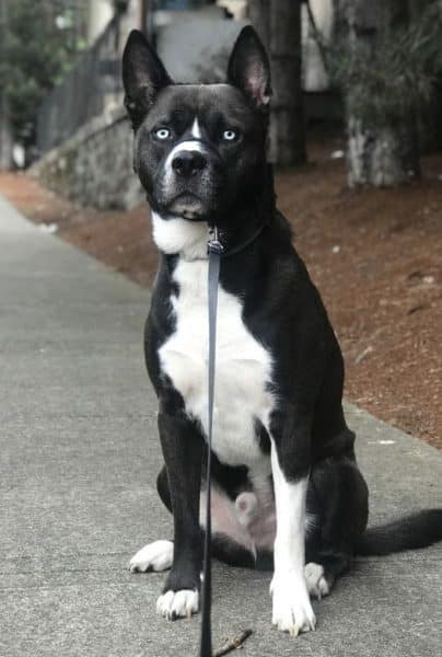 Pitsky (Siberian Husky + Pitbull)