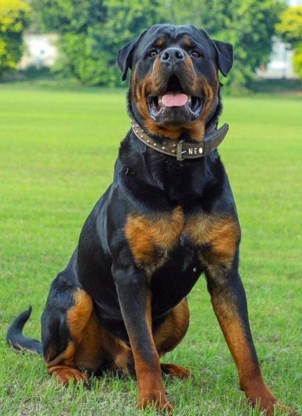 Pitweiler (Rottweiler + Pitbull)