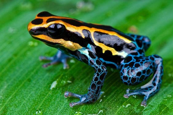 Poison Dart Frog