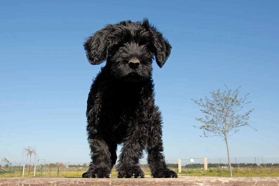 Portuguese Water Dog