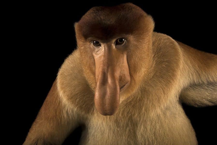 Proboscis Monkey