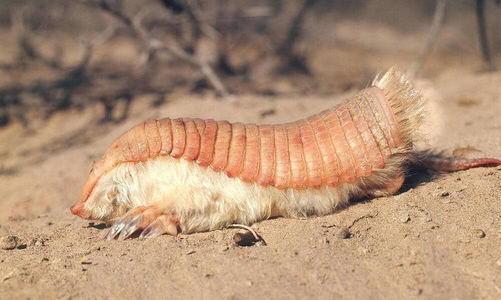 Punk Fairy Armadillo