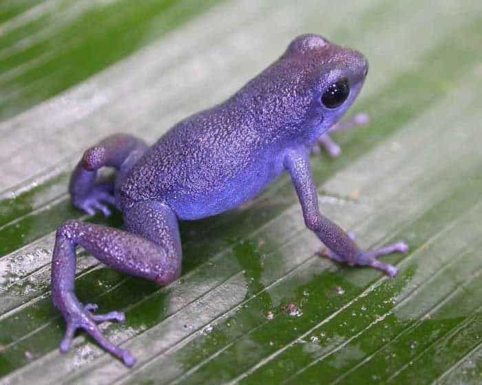 Purple Frog