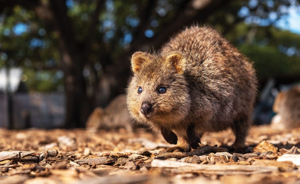 Quokka