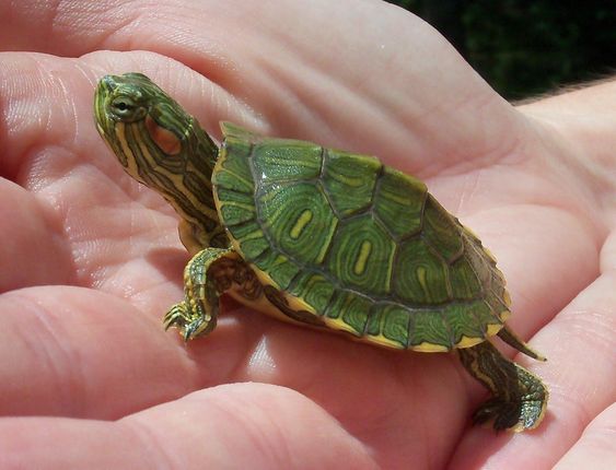 Red Eared Slider Turtle