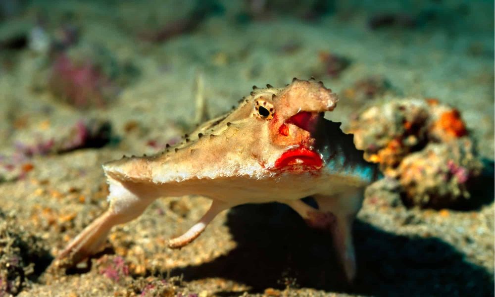 Red-Lipped Batfish