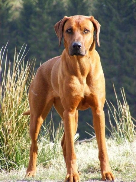 Rhodesian Ridgeback