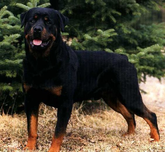 Rottweiler