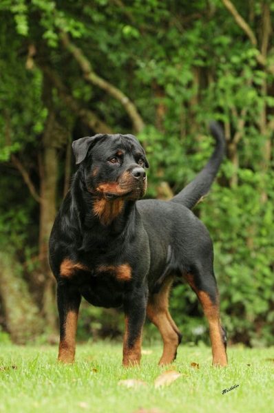 Rottweiler