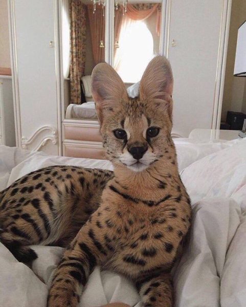 Savannah Cat