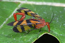 Scorpionfly