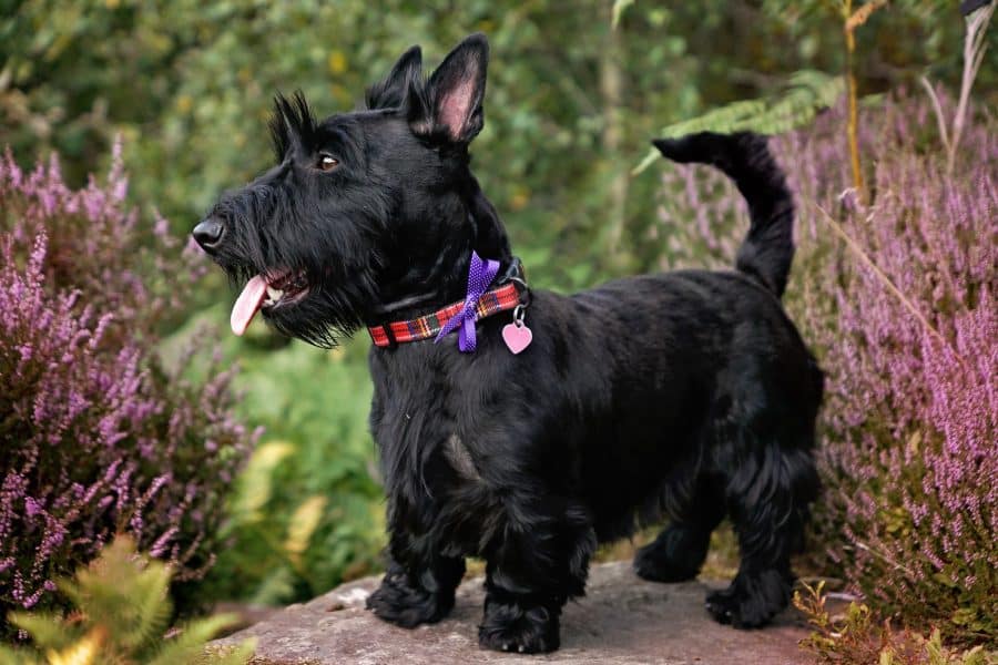 Scottish Terriers