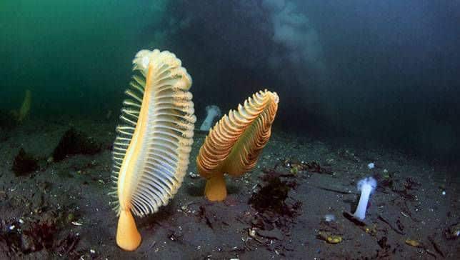 Sea Pen