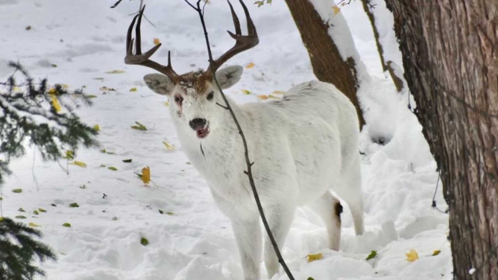 Seneca White Deer