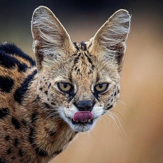 Serval