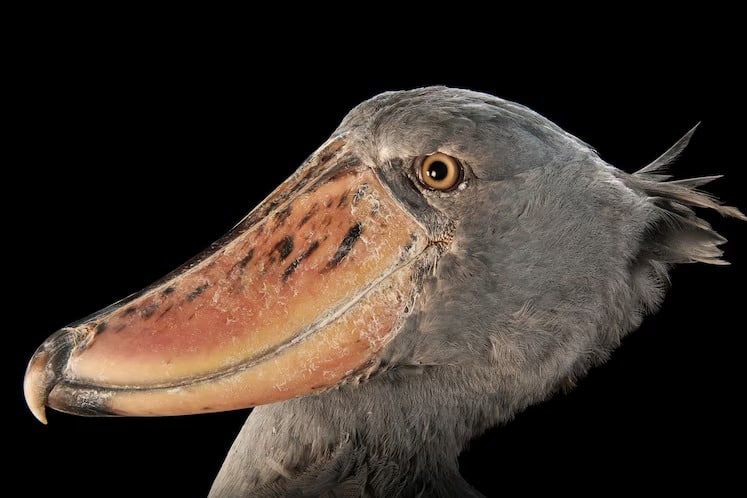 Shoebill