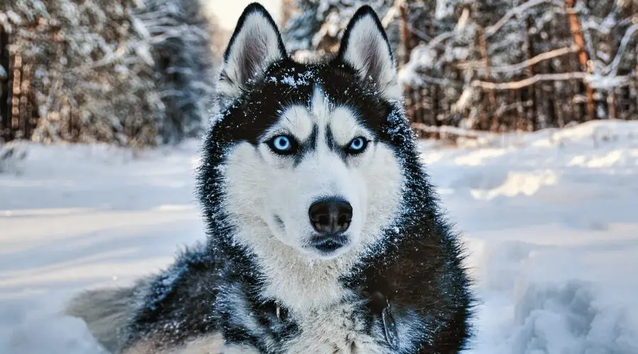 Siberian Husky