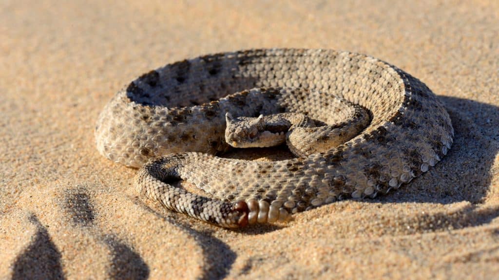 Sidewinder Rattlesnake