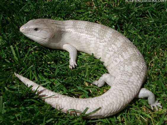 Skink with a Blue Tongue