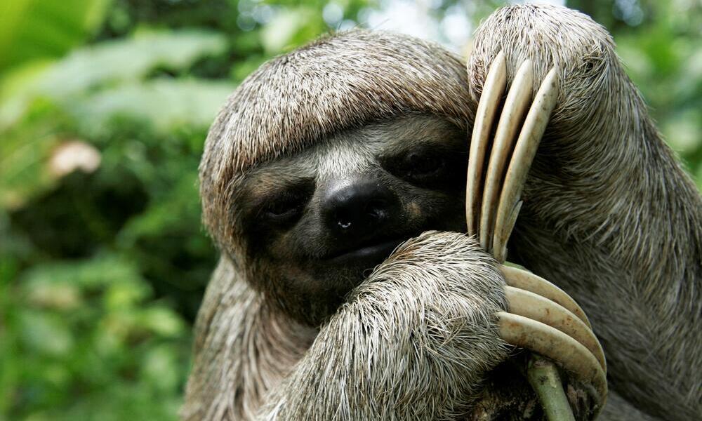 Sloth