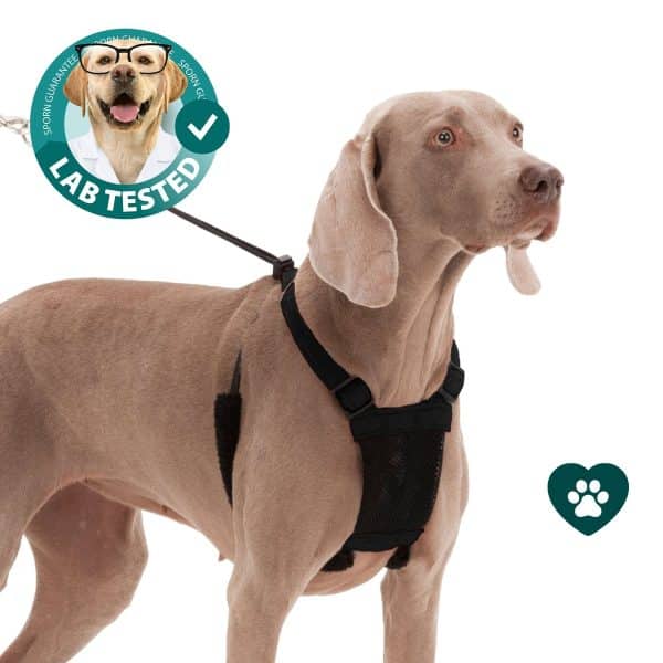 Sporn Dog Halter